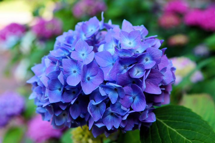 homestay, 89+ hình ảnh hoa cẩm tú cầu đẹp, nhiều màu sắc, đầy sức sống