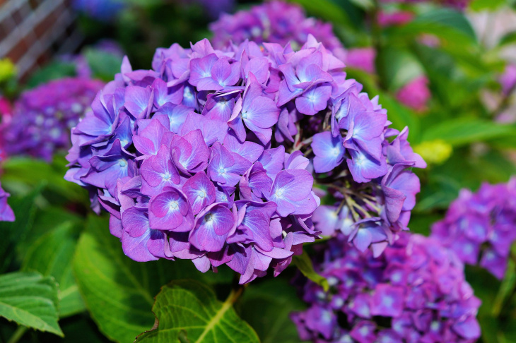 homestay, 89+ hình ảnh hoa cẩm tú cầu đẹp, nhiều màu sắc, đầy sức sống