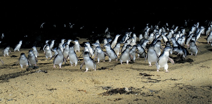 đảo phillip úc, khám phá, trải nghiệm, lạc vào thiên đường chim cánh cụt ở đảo phillip úc