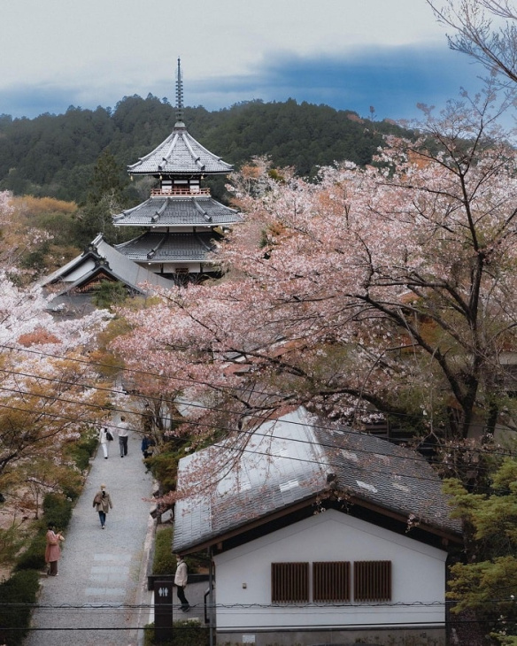 núi yoshino nhật bản, khám phá, trải nghiệm, núi yoshino nhật bản: địa điểm ngắm hoa anh đào đẹp nhất xứ phù tang