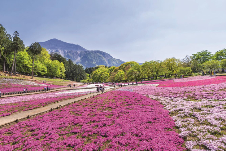 Review chuyến du lịch Nhật Bản tháng 5, 4N3Đ trải nghiệm ngắm hoa, Khám Phá