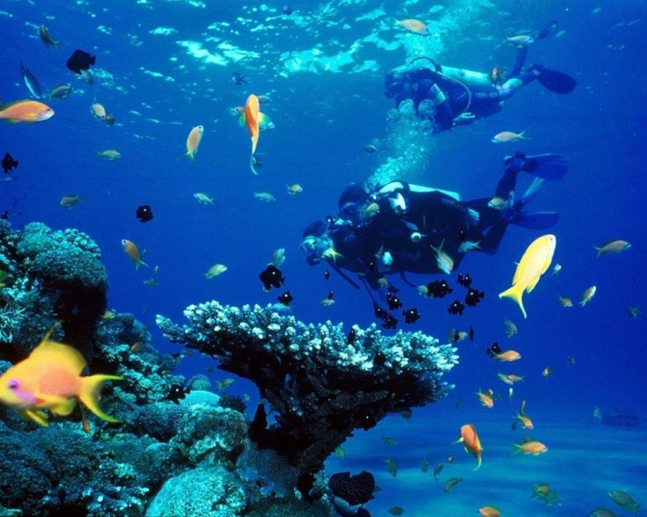 khám phá, trải nghiệm, bật mí kinh nghiệm để có những trải nghiệm đáng nhớ khi lặn biển ngắm san hô ở nha trang