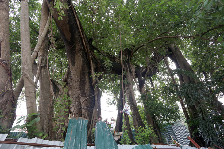 nghỉ dưỡng, cây đa 13 gốc – cây cổ thụ lâu đời giữa lòng hải phòng