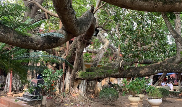 nghỉ dưỡng, cây đa 13 gốc – cây cổ thụ lâu đời giữa lòng hải phòng