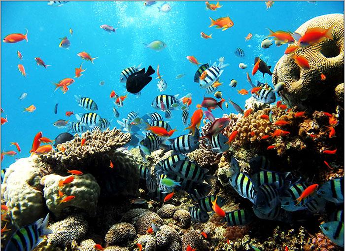 khám phá, trải nghiệm, khám phá đảo san hô coral pattaya - thiên đường hoang sơ tại trần gian