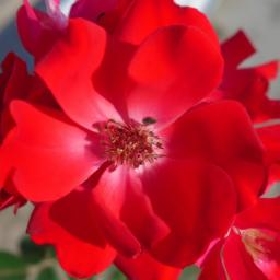 The Beauty and Benefits of Camping Roses