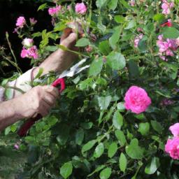 the beauty and benefits of camping roses