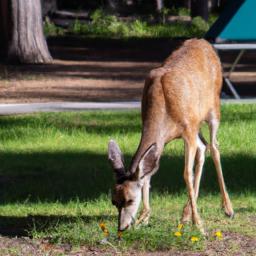 paradise campground: a perfect escape for nature lovers