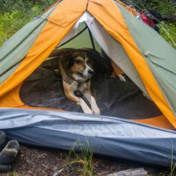 dog friendly camping: the ultimate guide for pet lovers