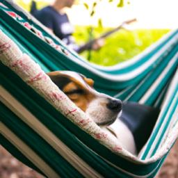 dog friendly camping: the ultimate guide for pet lovers