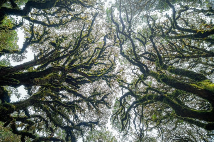 hà giang, khám phá, trải nghiệm, phóng sự ảnh: tây côn lĩnh – những cánh rừng rêu trông thật ma mị, bí ẩn như trong những bộ phim