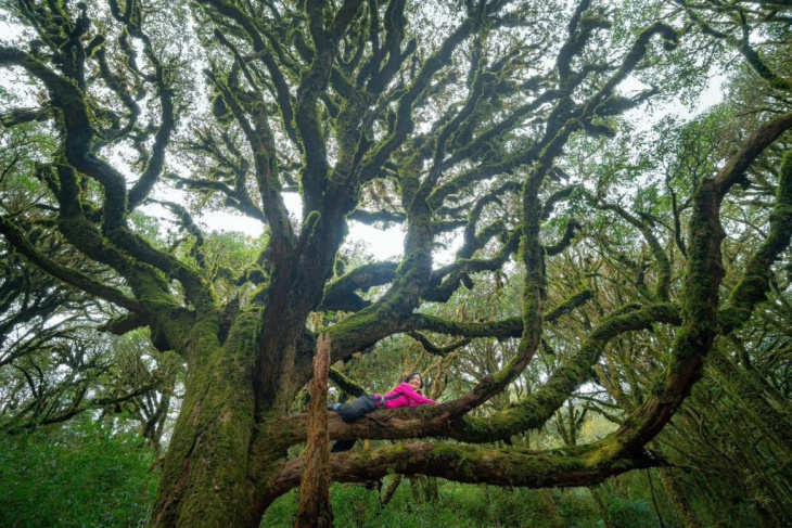 hà giang, khám phá, trải nghiệm, phóng sự ảnh: tây côn lĩnh – những cánh rừng rêu trông thật ma mị, bí ẩn như trong những bộ phim