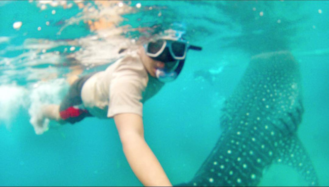 trải nghiệm có 1 - 0 - 2 ở philippines bơi cùng cá voi nơi siêu độc đáo