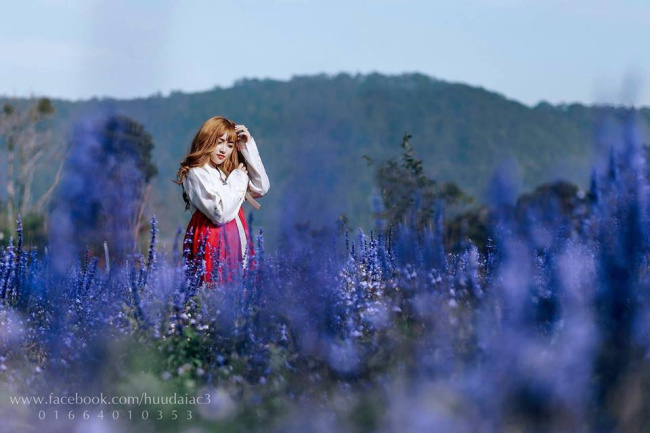 đẹp tựa nước pháp quán cafe view bao cánh đồng lavender đẹp nhất đà lạt