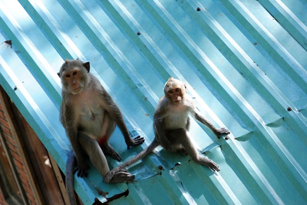 (vt) thám hiểm nét độc đáo chùa khỉ nổi danh ở vũng tàu
