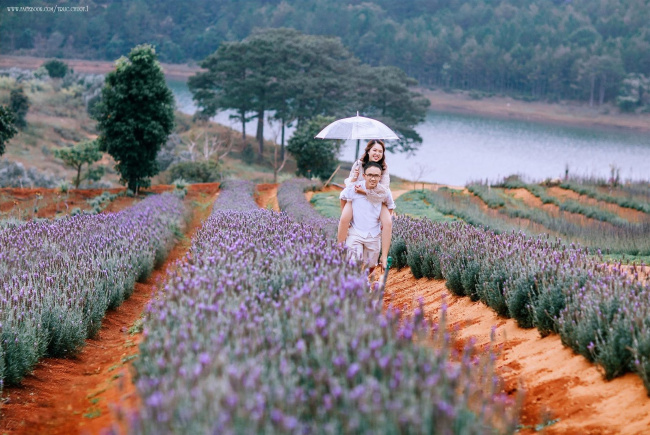 ghim nay toạ độ cánh đồng lavender mới toanh đẹp xuất sắc giữa trời đà lạt