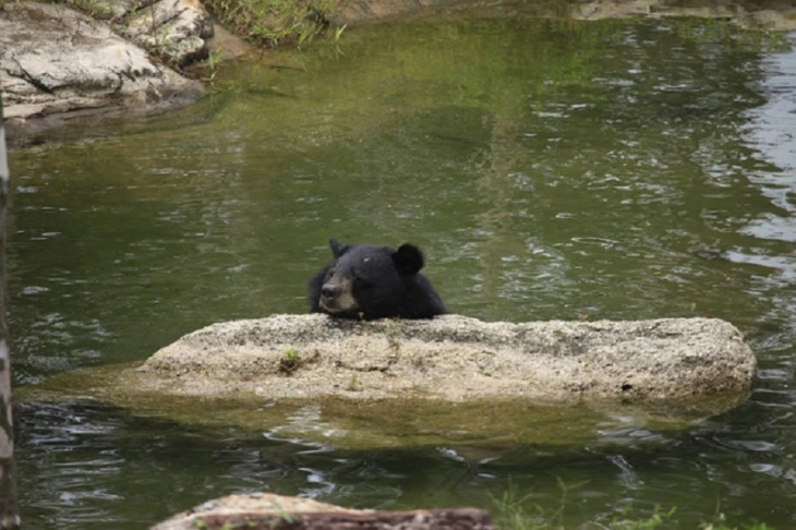 khám phá, trải nghiệm, đến sở thú tận mắt chứng kiến “khả năng tấu hài” của các chú gấu đen: hài hước, vô tri không kém cạnh gấu nước bạn