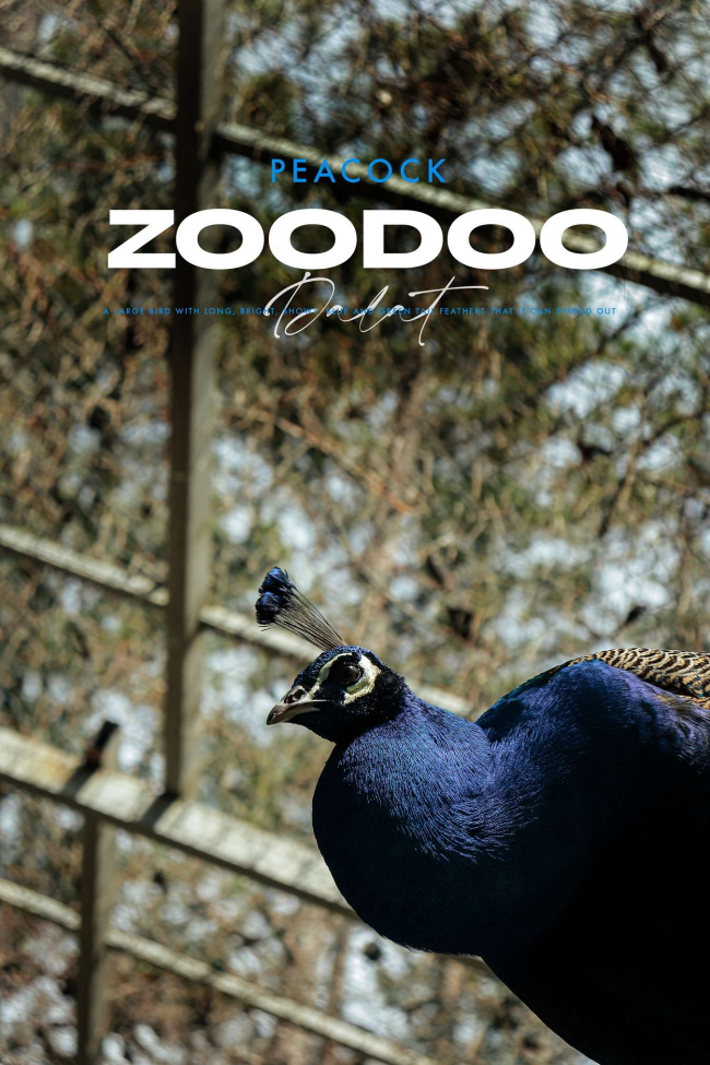 zoodoo đà lạt - ngôi nhà của những sinh vật đáng yêu