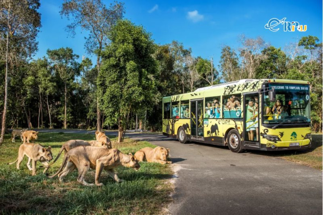 , vinpearl safari phú quốc: review vườn thú safari phú quốc chi tiết từ a-z