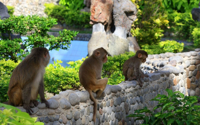 đảo khỉ nha trang, khám phá đảo khỉ nha trang có gì hấp dẫn du khách?
