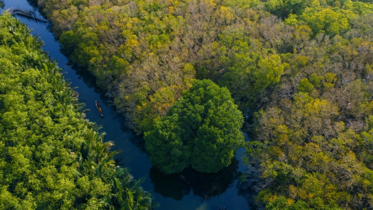 nghỉ dưỡng, rừng rú chá huế – khám phá vẻ đẹp rừng nguyên sinh hùng vĩ