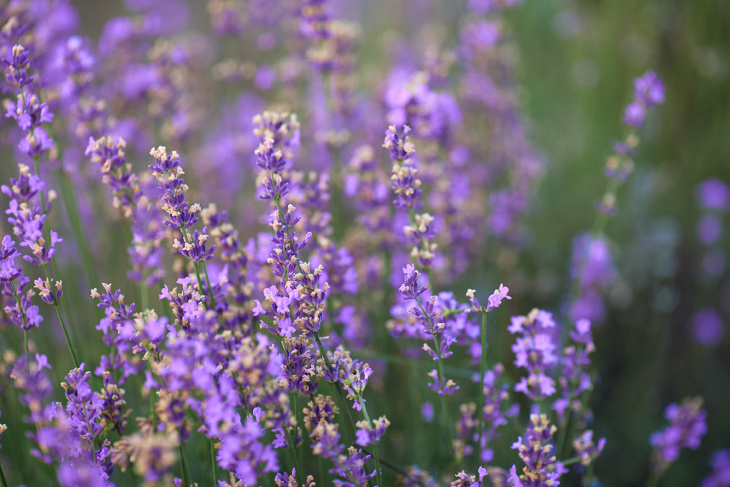 “Refresh” tinh thần hiệu quả ở những vườn Lavender đẹp nhất thế giới, Khám Phá
