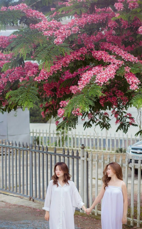 ngắm mùa phượng hồng đà lạt: sắc hồng ngọt ngào tô điểm cho bức tranh mùa hè rực rỡ tại phố núi