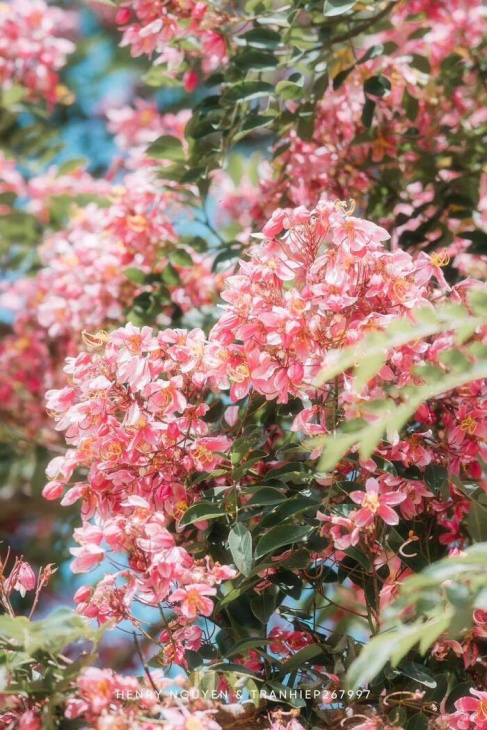 ngắm mùa phượng hồng đà lạt: sắc hồng ngọt ngào tô điểm cho bức tranh mùa hè rực rỡ tại phố núi