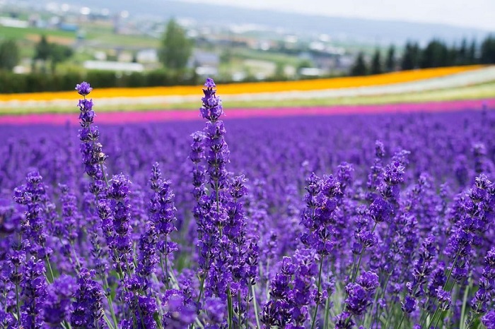 màu tím đẹp lịm tim trải trên những cánh đồng lavender đẹp nhất nhật bản