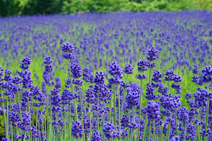 màu tím đẹp lịm tim trải trên những cánh đồng lavender đẹp nhất nhật bản