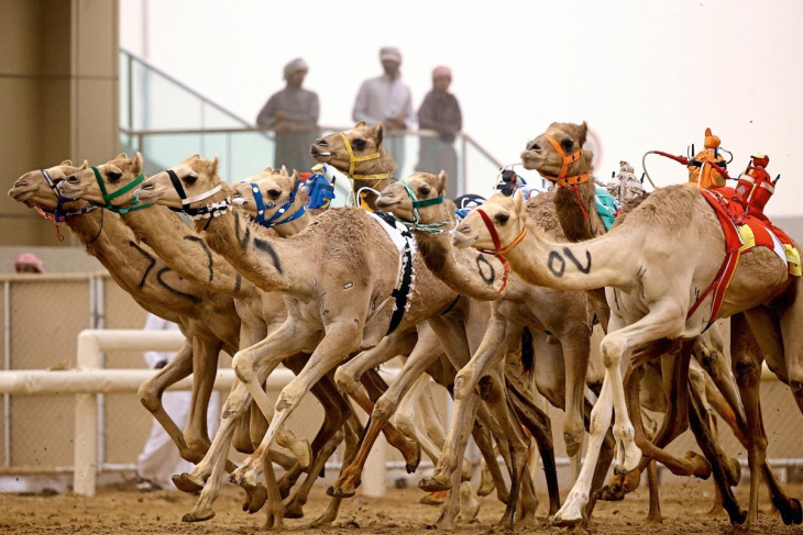 Du lịch Qatar xem đua lạc đà ở Doha, Khám Phá