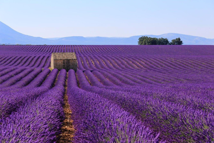 Mê mẩn vẻ đẹp của những cánh đồng hoa lavender ở Grasse, Pháp, Khám Phá