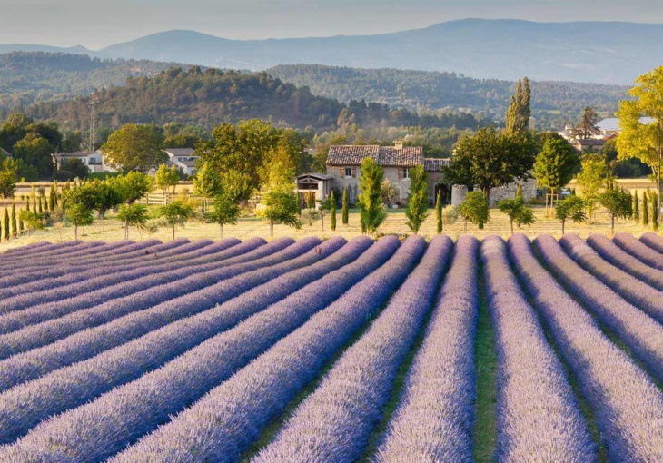 Mê mẩn vẻ đẹp của những cánh đồng hoa lavender ở Grasse, Pháp, Khám Phá