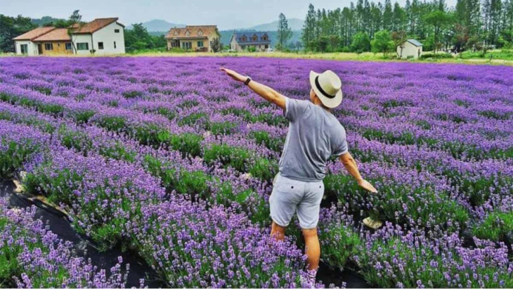 khu du lịch lavender đà lạt – đắm chìm trong vẻ đẹp mộng mơ