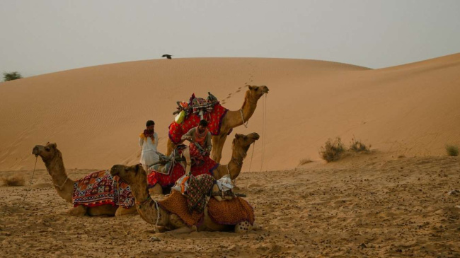 trên lưng lạc đà bước vào lòng sa mạc thar, rajasthan, ấn độ