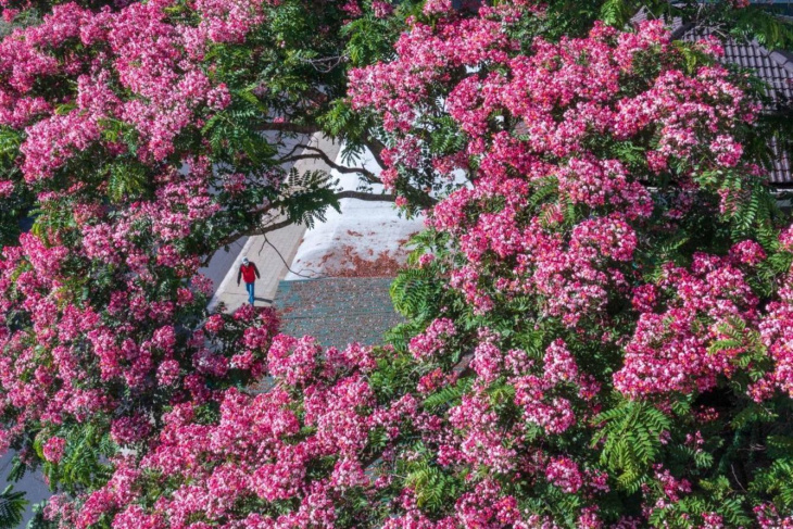 Đà Lạt mùa hè đẹp rụng rời bởi hoa phượng hồng, Khám Phá