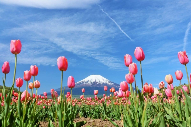 núi fuji, khám phá, núi fuji – ngọn núi biểu tượng đầy tự hào của người dân nhật bản