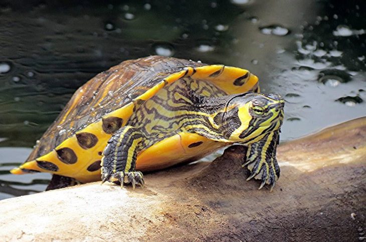 homestay, 300+ hình ảnh con rùa vàng biển, cute, đẹp nhất hiện nay