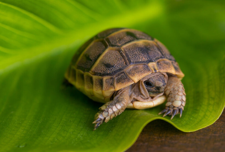 homestay, 300+ hình ảnh con rùa vàng biển, cute, đẹp nhất hiện nay