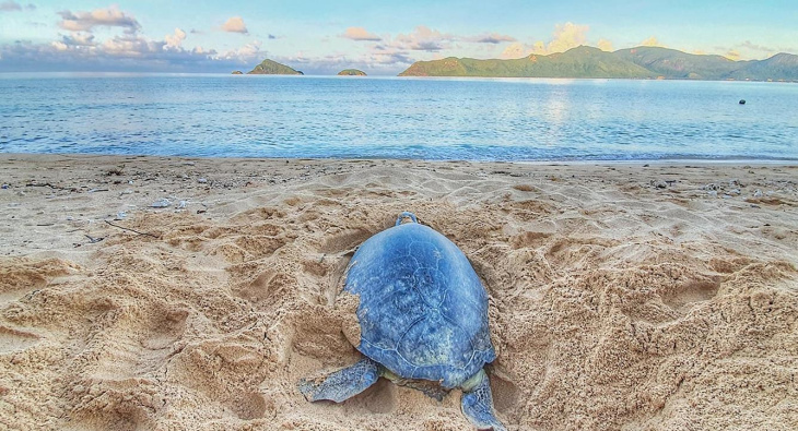 Thả rùa về biển Côn Đảo: Trải nghiệm có một không hai ở Bà Rịa - Vũng Tàu, Khám Phá
