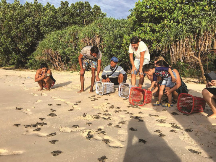 Thả rùa về biển Côn Đảo: Trải nghiệm có một không hai ở Bà Rịa - Vũng Tàu, Khám Phá