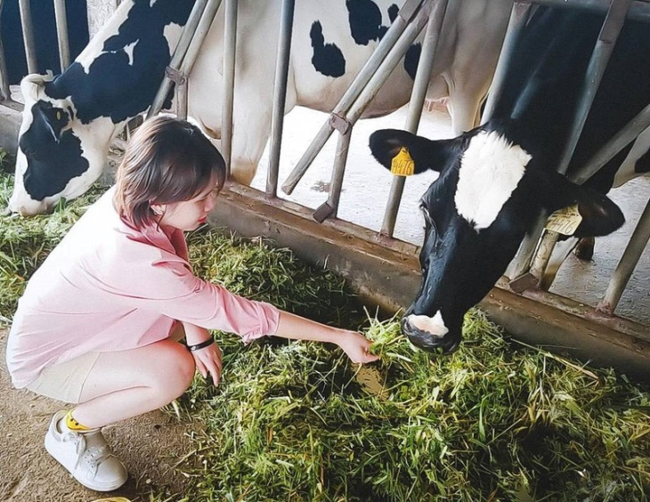 nghỉ dưỡng, review đà lạt milk farm – check-in nông trại bò sữa đầy thú vị