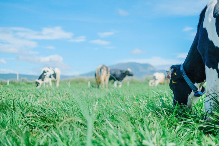nghỉ dưỡng, review đà lạt milk farm – check-in nông trại bò sữa đầy thú vị