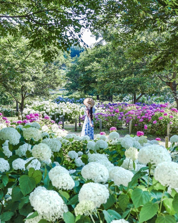 vườn cẩm tú cầu đẹp trên thế giới, khám phá, trải nghiệm, những vườn cẩm tú cầu đẹp trên thế giới đủ khiến du khách ngẩn ngơ