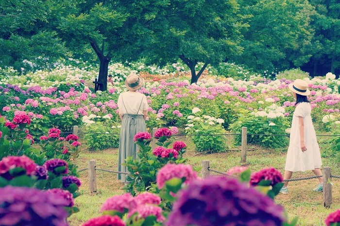 vườn cẩm tú cầu đẹp trên thế giới, khám phá, trải nghiệm, những vườn cẩm tú cầu đẹp trên thế giới đủ khiến du khách ngẩn ngơ