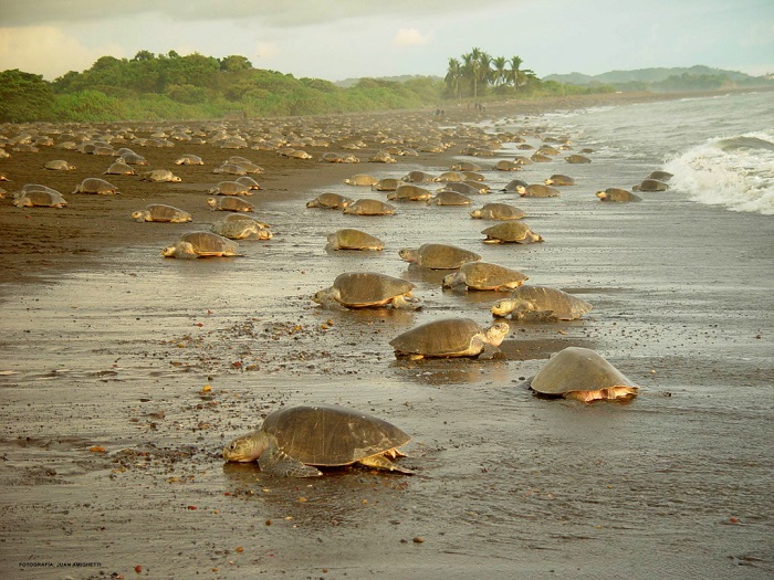 công viên quốc gia tortuguero, khám phá, trải nghiệm, đến công viên quốc gia tortuguero costa rica ngắm rùa biển đẻ trứng