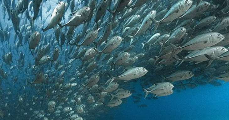 khám phá, trải nghiệm, 119+ hình ảnh cá ngừ đại dương đẹp,đáng xem nhất hiện nay