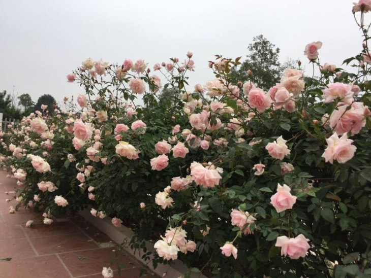 nghỉ dưỡng, top 4 vườn hoa hồng đà lạt đẹp tha hồ check in