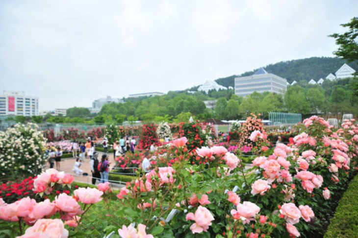 nghỉ dưỡng, top 4 vườn hoa hồng đà lạt đẹp tha hồ check in