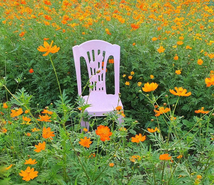 vườn hoa lộc gia trang lạng sơn, khám phá, trải nghiệm, vườn hoa lộc gia trang lạng sơn ngọt ngào sắc hoa cánh bướm khi hè về
